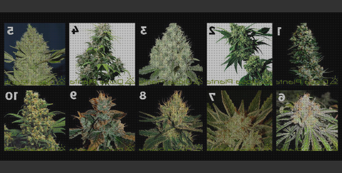 Las mejores especies semillas marihuana especies