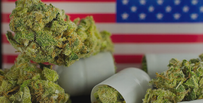 Las 25 Mejores Semillas Marihuanas Estados Unidos