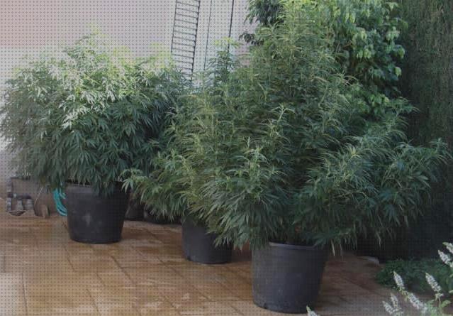 20 Mejores semillas marihuanas exteriores bajo análisis