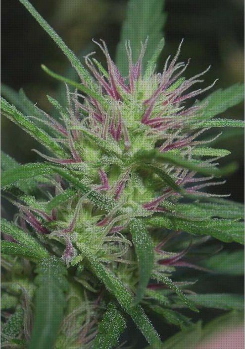 ¿Dónde poder comprar marihuanas semillas semillas marihuana flora roja?