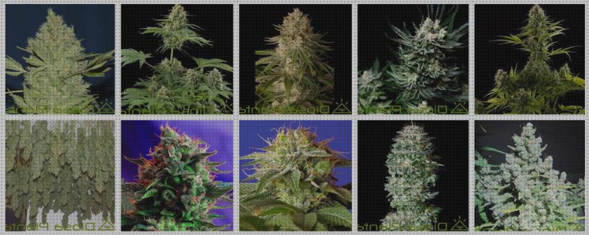 Mejores 32 semillas marihuanas fuertes