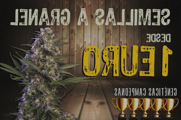 TOP 50 semillas marihuanas gracias