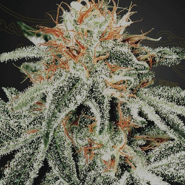 Las mejores semillas marihuana greenhouse