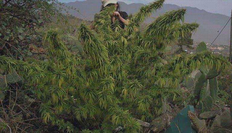 ¿Dónde poder comprar marihuanas semillas semillas marihuana hawaiana?