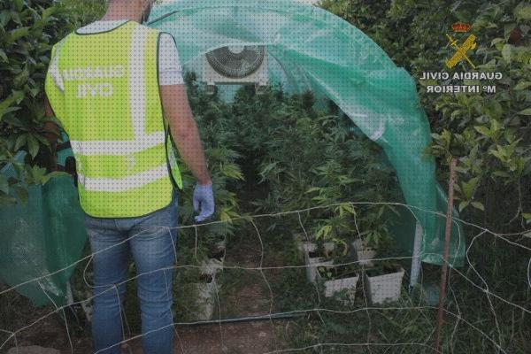 Review de las 34 mejores semillas marihuanas incas bajo análisis