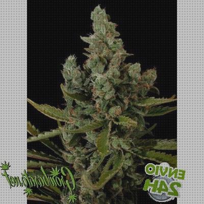 Review de semillas marihuana interior