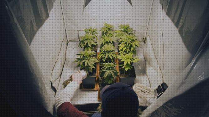 ¿Dónde poder comprar semillas marihuana interior semillas marihuana marihuana semillas marihuana interior facil cultivo?