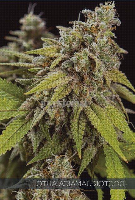 Las mejores jamaica semillas marihuana jamaica