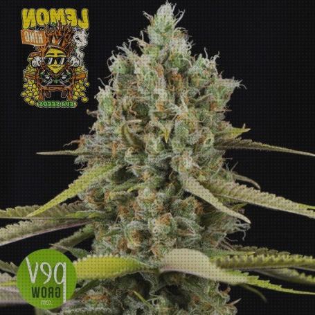 Review de semillas marihuana lemon