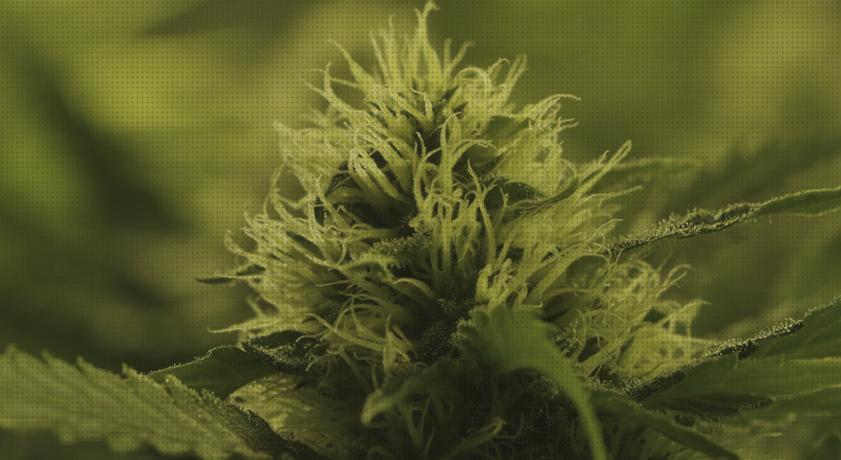 Review de semillas marihuana machi