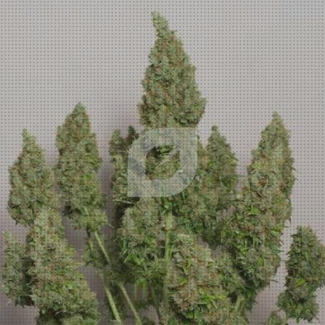 ¿Dónde poder comprar semillas marihuana magna?