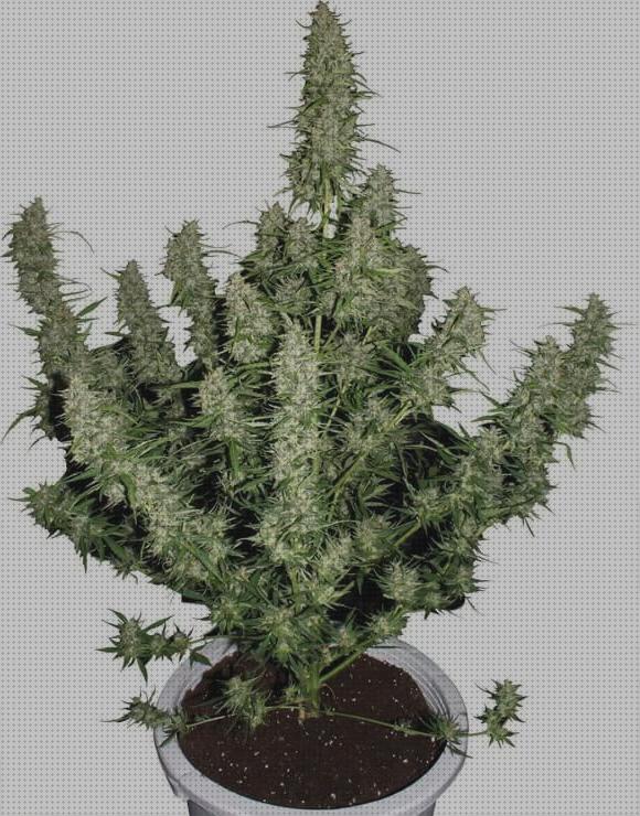 Las mejores marihuanas semillas semillas marihuana magnum