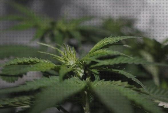 Review de semillas marihuana medicinal cbd