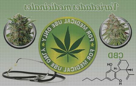 Mejores 42 semillas marihuanas medicinales del mundo