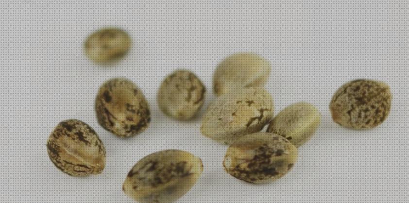 ¿Dónde poder comprar marihuanas semillas semillas marihuana membrana?