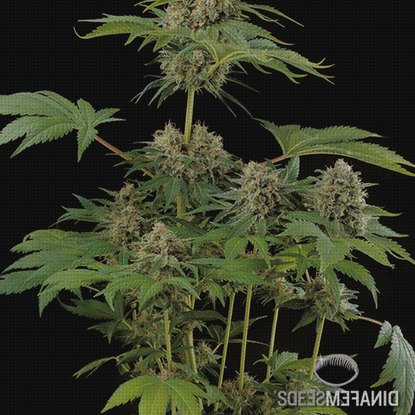 Mejores 34 semillas marihuanas movidick bajo análisis