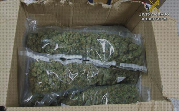 Las mejores marihuanas semillas semillas marihuana por kilo