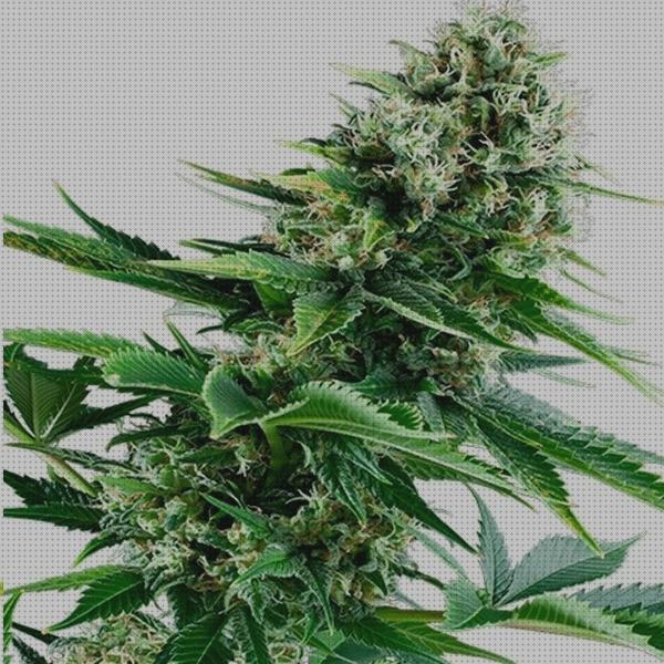 Las 30 Mejores Semillas Marihuanas Power Flower