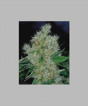 Las mejores marcas de semillas marihuana power flower