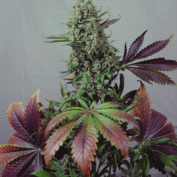 Las mejores 37 Semillas Marihuanas Purple Haze