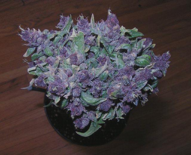 ¿Dónde poder comprar semillas marihuana purpura?