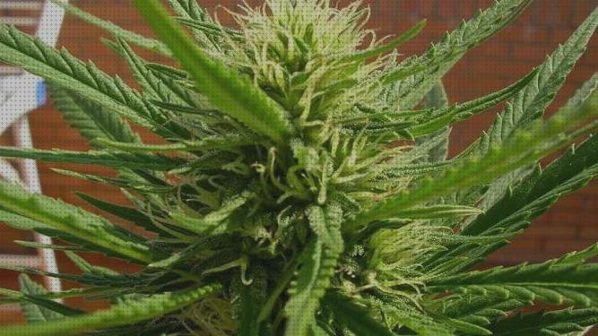 ¿Dónde poder comprar resistentes semillas marihuana resistentes al frio?