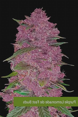 ¿Dónde poder comprar marihuanas semillas semillas marihuana rosa?