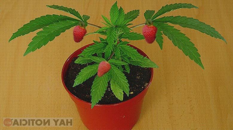 ¿Dónde poder comprar sabores marihuanas semillas semillas marihuana sabor fresa?