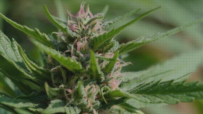 Las mejores marihuanas semillas semillas marihuana sin olor