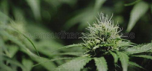 ¿Dónde poder comprar thc semillas semillas marihuana thc mas alto?