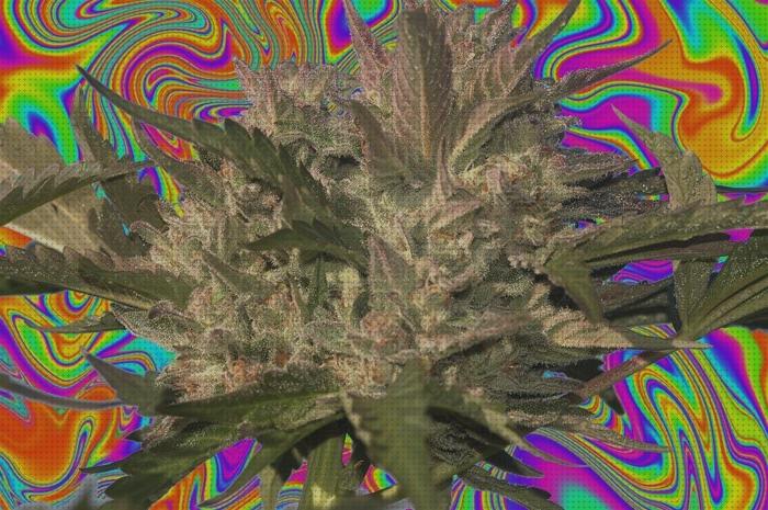 TOP 43 semillas marihuanas triposa