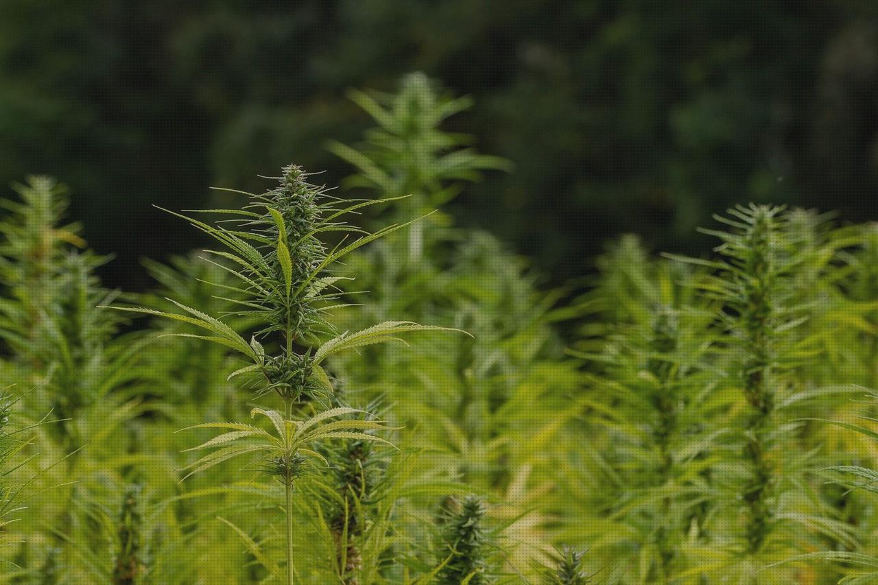 Las mejores semillas marihuana temporada semillas marihuana marihuana semillas marihuana xl