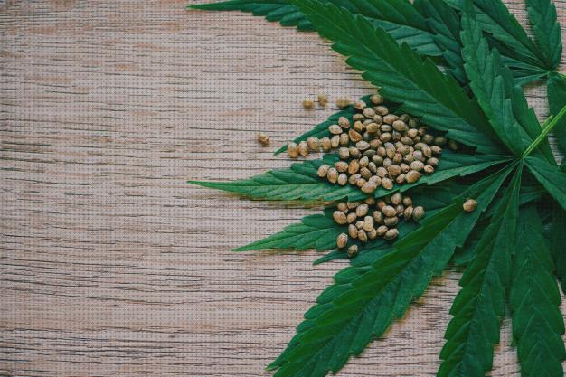 Las mejores marcas de marihuanas semillas marihuanas alto cbd