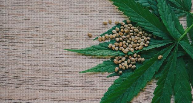 Review de semillas marihuanas alto cbd