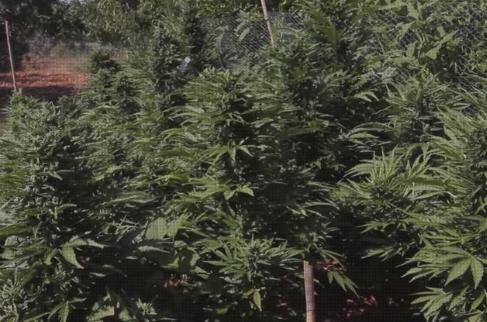 Las mejores marcas de autoflorecientes marihuanas semillas semillas marihuana autofloreciente exterior