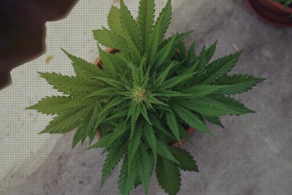 Review de semillas marihuanas con poco sol