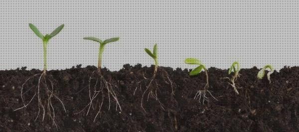 Las mejores marcas de plantar semillas semillas marihuana cuando plantar