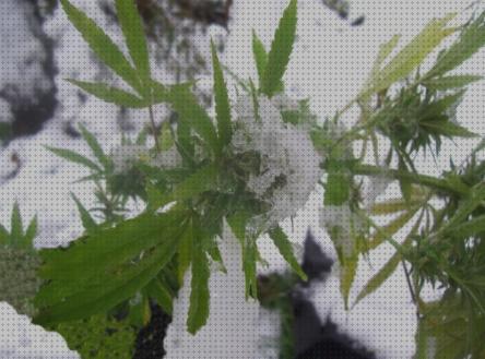 Las mejores marcas de interiores marihuanas semillas semillas marihuana interior invierno