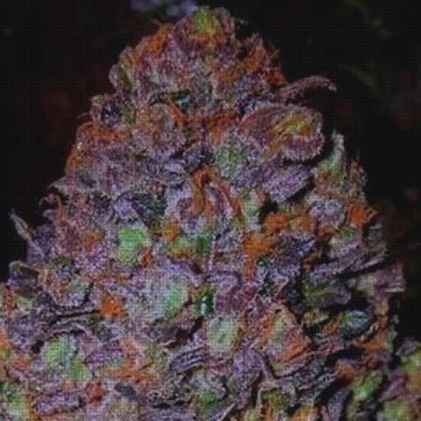 Las mejores marcas de purple semillas marihuana purple haze
