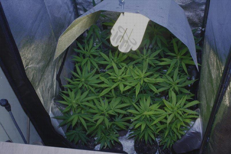 Las mejores marihuanas semillas marihuanas que funcionen con poca luz