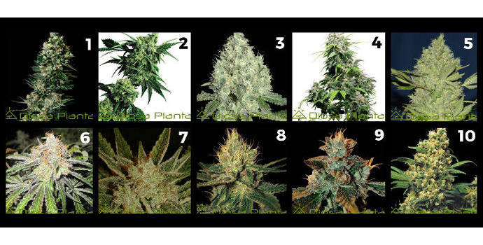 Las 32 Mejores semillas marihuanas regulares