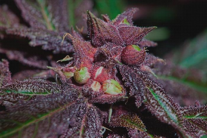 Review de semillas marihuanas regulares