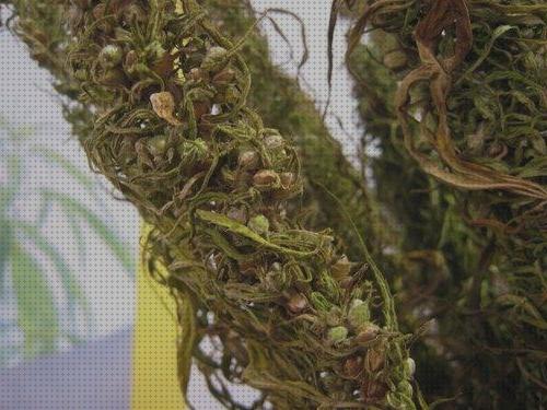 Las mejores marcas de hojas semilla marihuana sin hojas