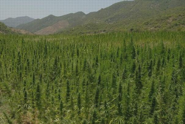 TOP 32 semillas plantaciones marihuanas bajo análisis