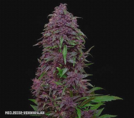 TOP 40 semillas purple marihuanas