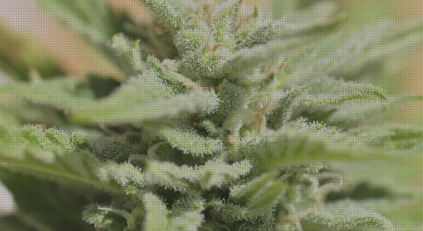 Review de semillas rapidas y de mucha produccion de marihuana exterior