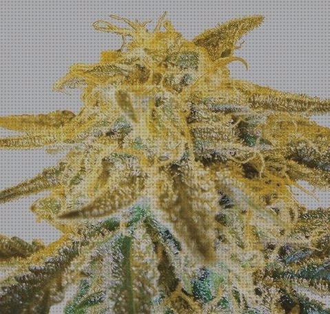 Las 39 Mejores semillas raras marihuanas para comprar