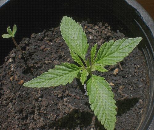¿Dónde poder comprar recien semillas recien germinadas de marihuana?