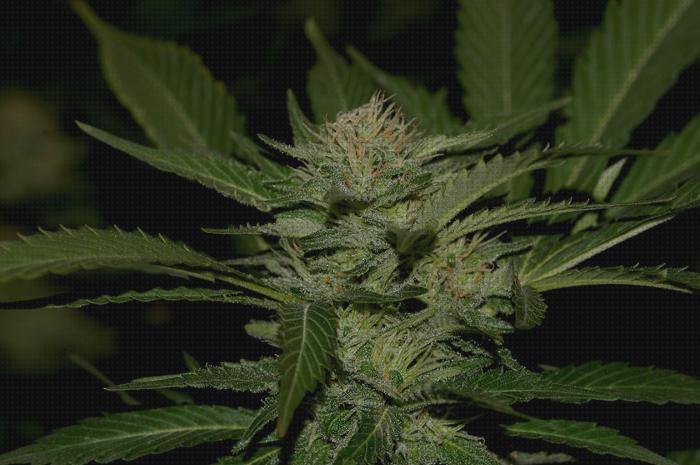 Análisis de las 38 mejores semillas regulares cannabis bajo análisis