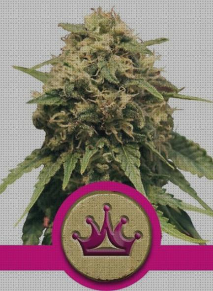 Review de semillas royal queen marihuana